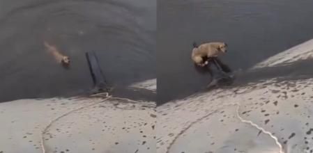 El animal pudo salvarse gracias a la cuerda.