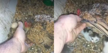 Matilde y sus gatitos.