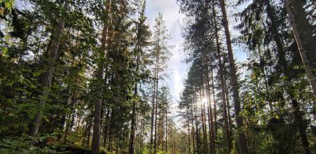 Bosques, árboles, bosque