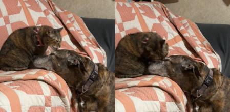 Los hermanos se llevan genial.