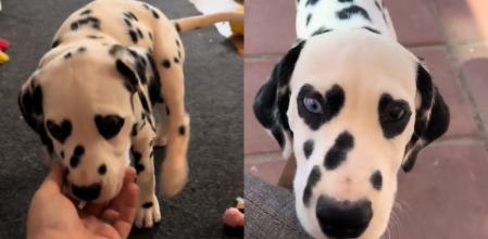 Así son las manchas del dálmata.