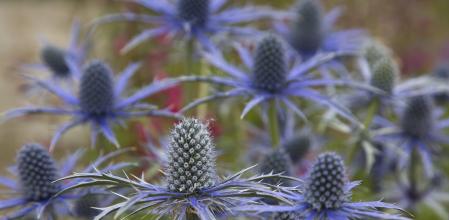 Purple thistle The Alpine Sea Holly (Eryngium alpinum) in the garden