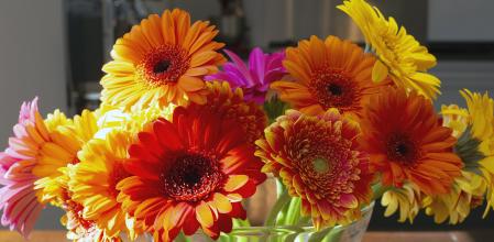 Colorful gerber daisies in a glass vase on a wooden table in a bright modern room, retro spring design living room