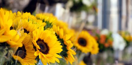 closeup of some sunflower bouquets on sale on the street at the entrance of a florist shop