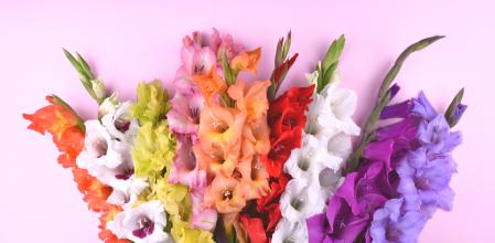 Beautiful gladiolus flowers on trendy pink background. Flat lay style with place for your text.