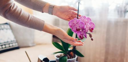 Woman admires blooming purple phalaenopsis orchid touching blossom. Taking care of house plants and flowers. Cozy interior decor. Close up