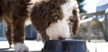 ¿Alimentamos correctamente a nuestros perros y gatos? Estos son los errores que más cometemos