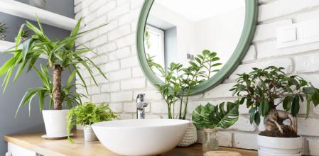 Plantas para decorar el baño.