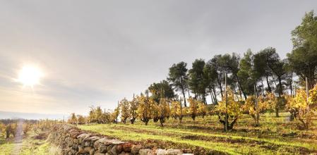 Los viñedos de Recaredo de los que sale Turó d'en Mota