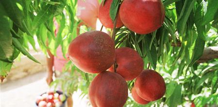 COSECHA MELOCOTONES-