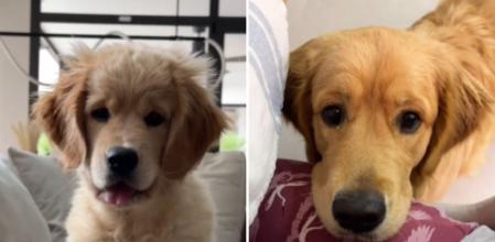 5 cosas que deberías saber sobre los Golden Retriever antes de tener uno: 