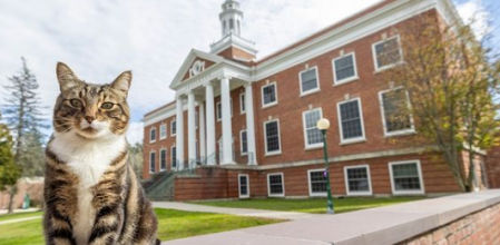 El gato Max, protagonista de esta historia