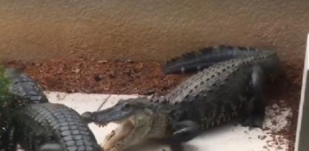 La pelea entre los dos cocodrilos