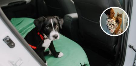 Se recomienda acostumbrar a los cachorros a los viajes poco a poco con trayectos cortos.