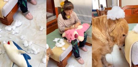 perro perdon peluche