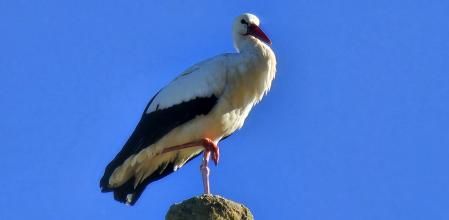 Cigüeñas en Santa Maria de Merlès.