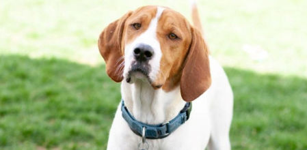 Beau, el protagonista de la historia