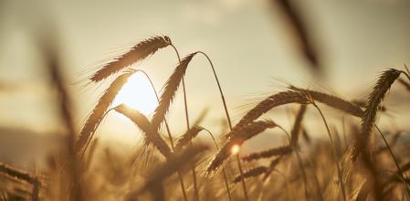 Un campo de forraje, a 29 de junio de 2023, en Xinzo de Limia, Ourense, Galicia (España). Se denomina forraje a las hierbas, pastos verdes o secos y, por extensión, diversas plantas u órganos vegetales que se emplean para alimentar los animales domésticos, especialmente, el ganado. Ha aumentado la plantación de este tipo de planta sobre la del cereal dado que la colza, que es lo que más hay en la zona de A Limia, está subvencionada en las ayudas PAC. La Política Agraria Común (PAC) es una política europea que apoya al sector primario y garantiza la seguridad alimentaria.