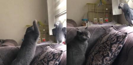 El loro y su táctica.