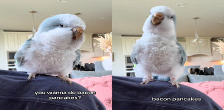 Auggie ha aprendido a pedir su desayuno favorito con esta canción