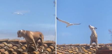 Unas gaviotas le declaran la guerra a un perro que subía cada día a tomar el sol al tejado