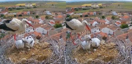 La escalofriante imagen de cómo un bebe cigüeña ingiere un trozo de plástico: 