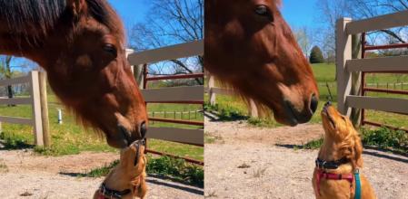 Los dos animales son inseparables.