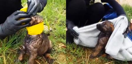 El emotivo rescate del cachorro.
