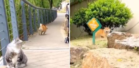 La divertida reacción de un shiva al tener que pasar por al lado de un gato en la calle: