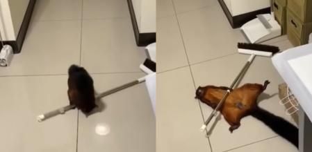 La ardilla ha sido toda una sensación en redes.