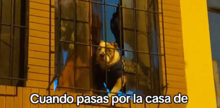 El perro sale a husmear ante la presencia de la humana