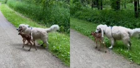 Los dos animales se han convertido en mejores amigos.