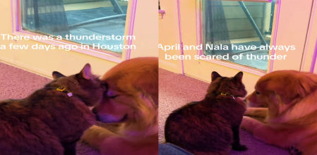 Estos dos peludos intentar que el otro no pase miedo por culpa de los truenos