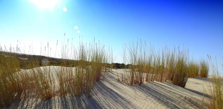 En el Parque Nacional de Doñana las altas temperaturas y la falta de lluvia, sumadas a la sobreexplotación del acuífero, están desecando sus lagunas, lo que avanza su desertificación
