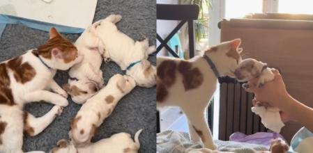 El gato se ha convertido en una figura paterna para los cachorros.