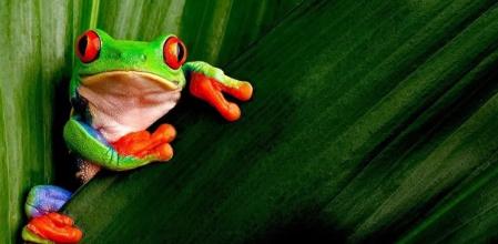 Rana verde de ojos rojos en Monteverde