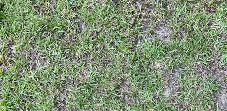 Busca la serpiente en la imagen principal, un poco más abajo.