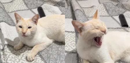 El gatito Napoléon.