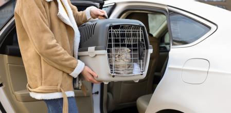 Una mujer metiendo a su gato en transportín en el coche.