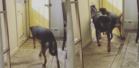 El peludo ayuda a su hermano a entrar en casa