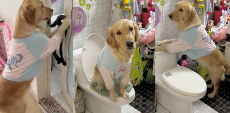 El Golden Retriever haciendo sus necesidades en un váter