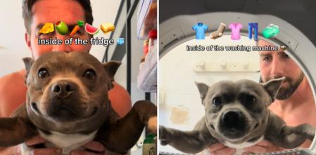 La cara de felicidad de un pitbull al descubrir nuevos lugares en su casa: