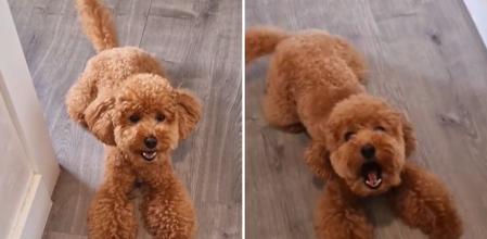 La queja de un caniche al cortarle el pelo: 