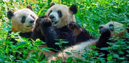 Osos Panda en Chengdú.