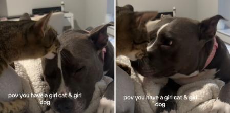 La gente se emociona con cómo se cuidan una gata y una american stafford: