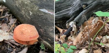 Encuentra una seta muy rara y al girarse descubre algo que emociona: