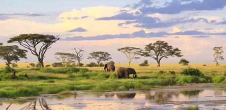 Elefantes salvajes en el Parque nacional de Tarangire