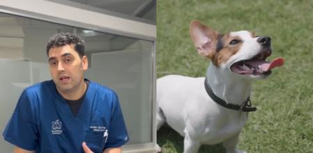 El veterinario ha desvelado la realidad detrás de este gesto.
