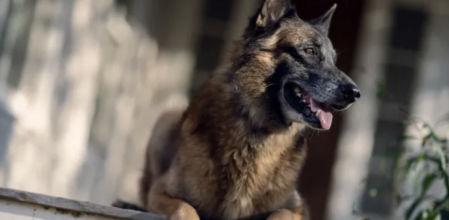 El fiel compañero de Daryl Dixon ha fallecido