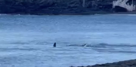 Los bañistas pudieron ver la aleta asomando del agua